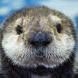 Northern Sea Otter