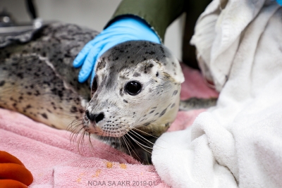Alaska SeaLife Center Admits Two More Harbor Seal Pups - Alaska